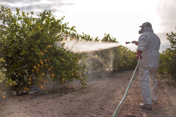 Best Bed Bug Extermination  in Ferris, TX