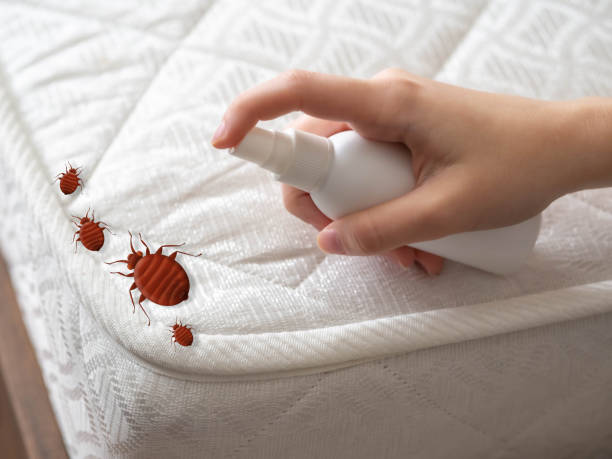 Best Ant Control Services  in Ferris, TX