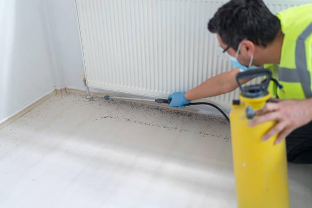 Flea Control Services in Ferris, TX